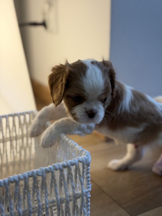 Cavalier King Charles Spaniel PIESEK