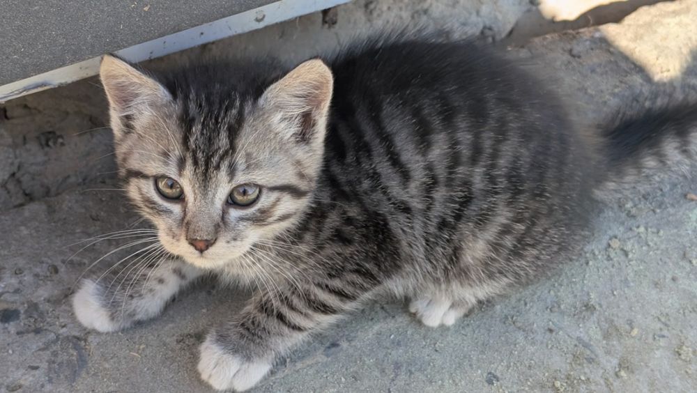 Віддам кицинят 2 місяці,  в добрі руки