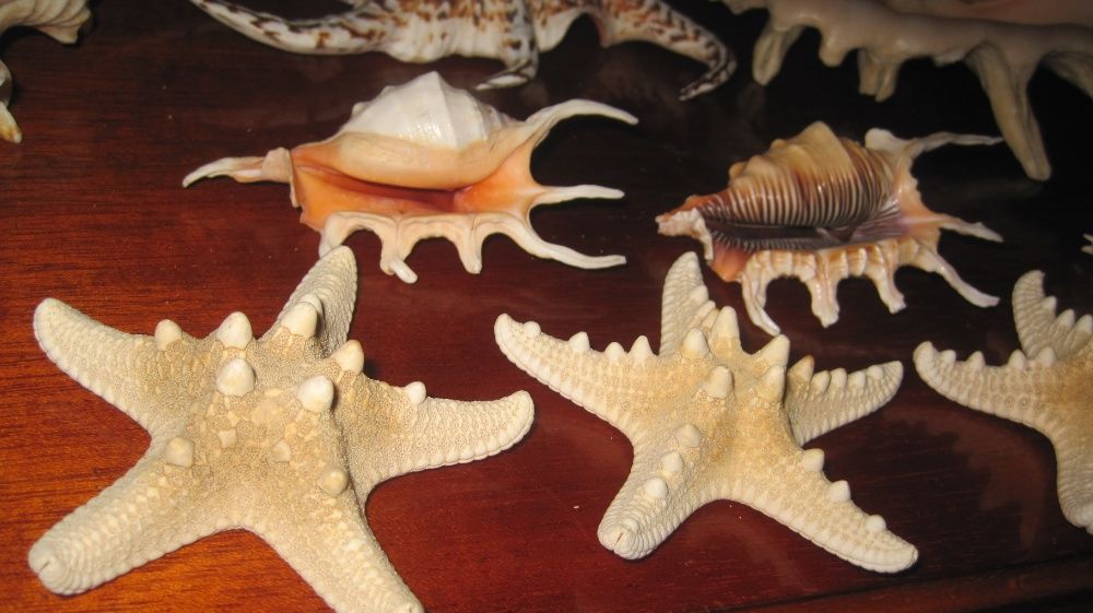 мушли ракушки с тропических морей Индийского и Тихого океанов