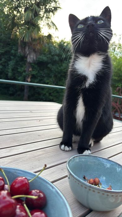Cat for an adoption