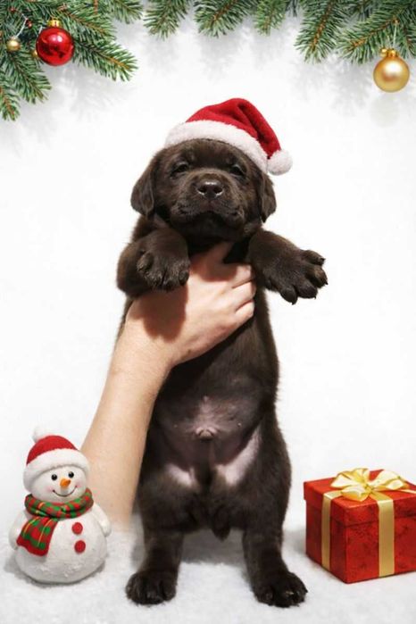 Шоколадні лабрадори документи КСУ