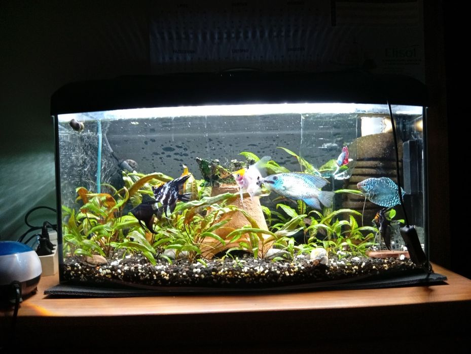 Rybki akwariowe zmiana obsady