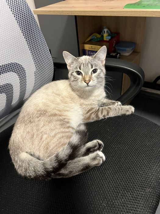 Віддам в добрі руки котика. Безкоштовно