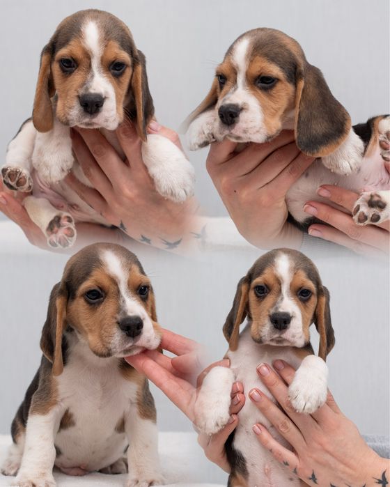 Цуценята бігля - 2 місяці