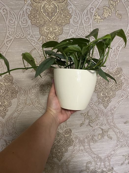 Епіпремнум (Монстера) 'Cebu Blue'