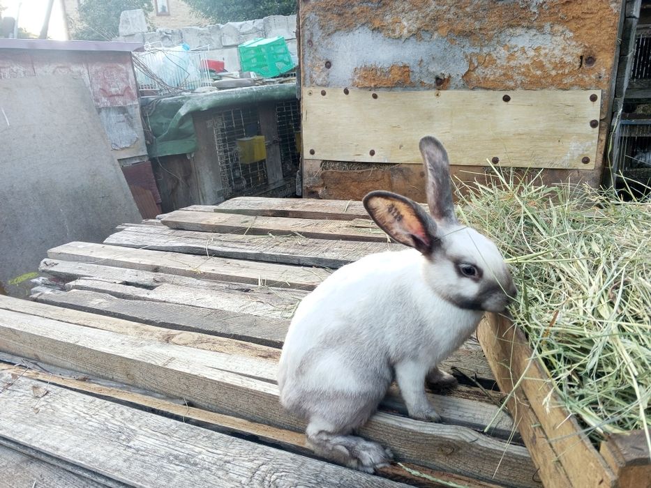 Sprzedam króliki sallander znanych hodowców.