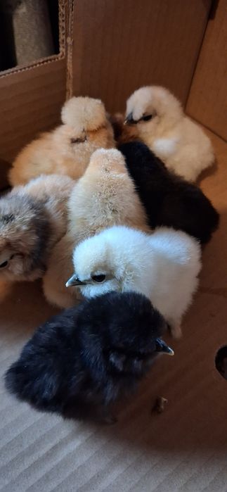 Kurczaczki silki jedwabistej