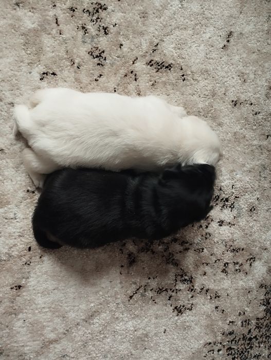 Цуцики хлопчики в хороші руки)