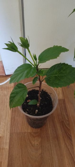 Подвой. гибискуса