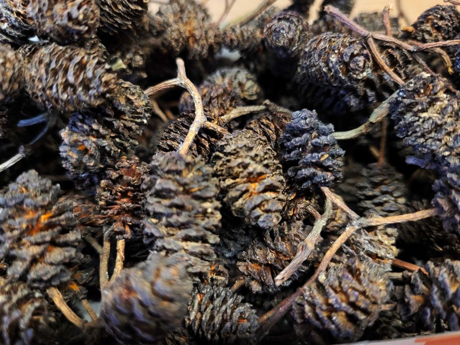 OLCHA szyszki 200g szyszki olchy * mech dla ślimaków