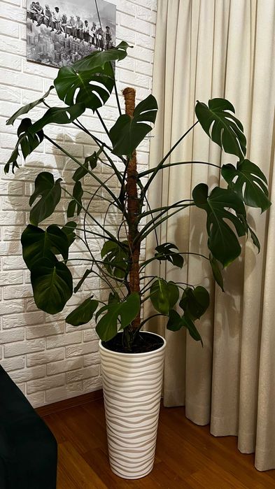 Roślina doniczkowa Monstera 155 cm