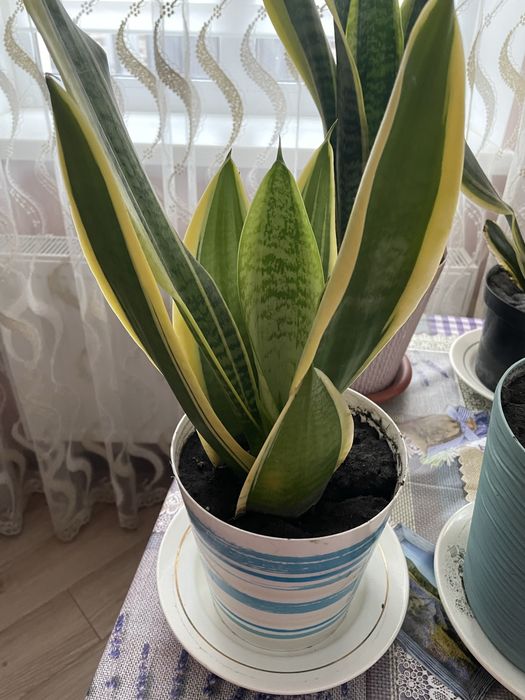 Сансев‘єрія,сансевієрія ,сансевиерия