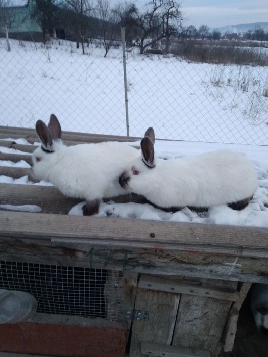 Продам  кролі є самці і самиці