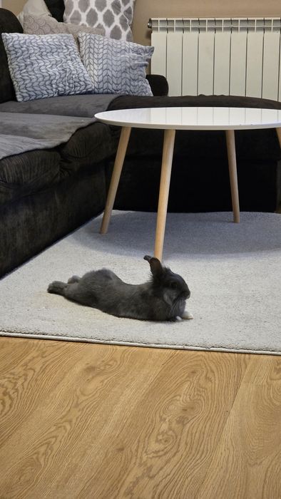 Królik domowy miniaturka