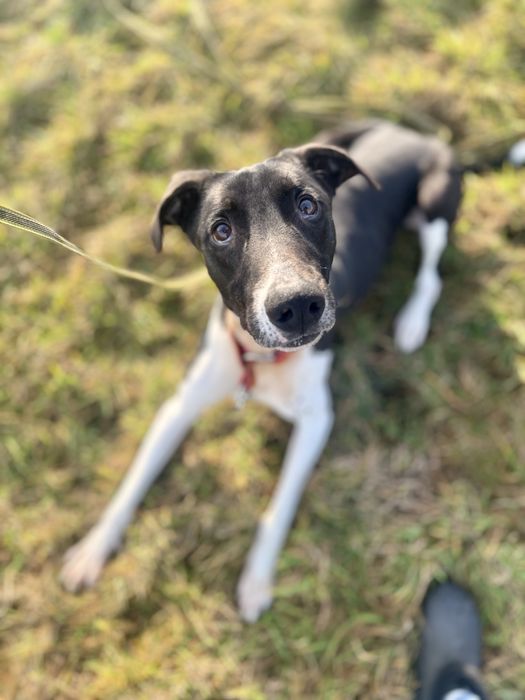 Mix charta z amstaffem Boczek do adopcji