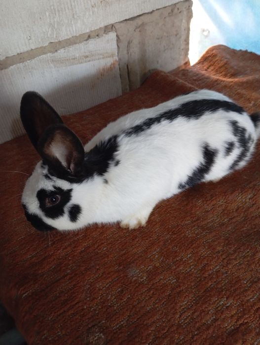 Samiec srokacz zamienię