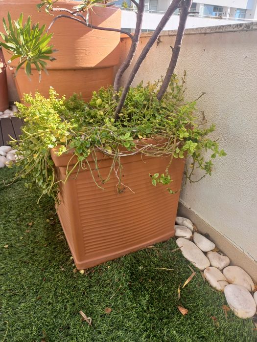 Vasos em polietileno e plantas