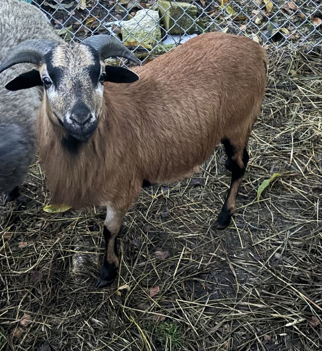 Szprzedam barana kameruńskiego