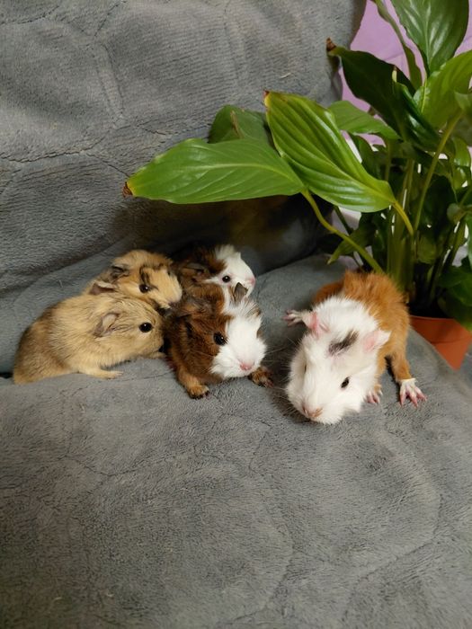 Продаю Морские свинки