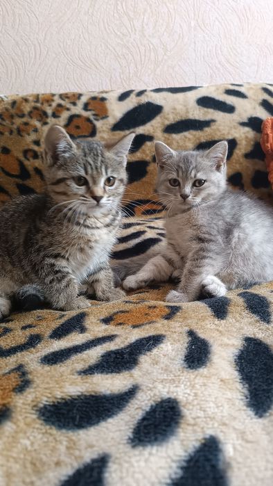 Коти в добрі руки