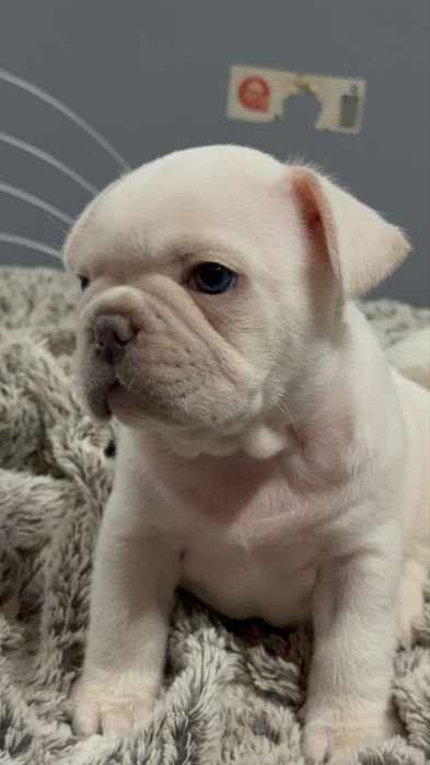 Menino buldog frances cream
