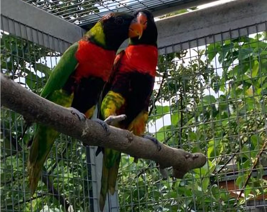 Loris Forsteni para acabar de criar a mão