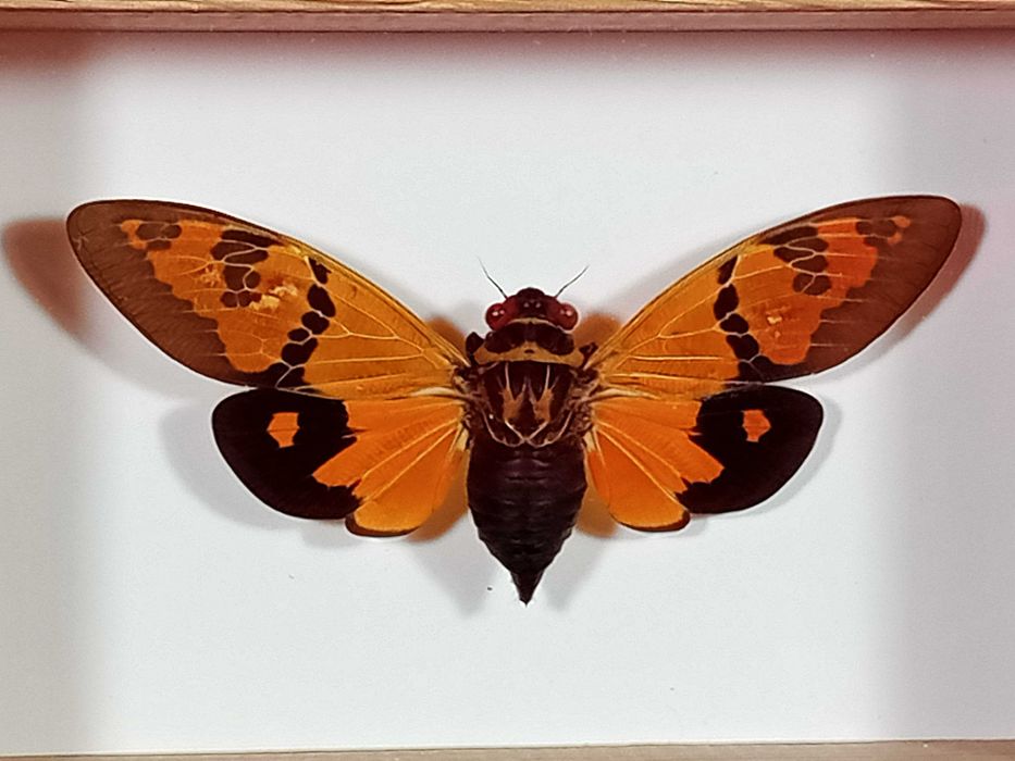 Cykada w ramce 12 x 8 cm . Gaeana festiva 75 mm .