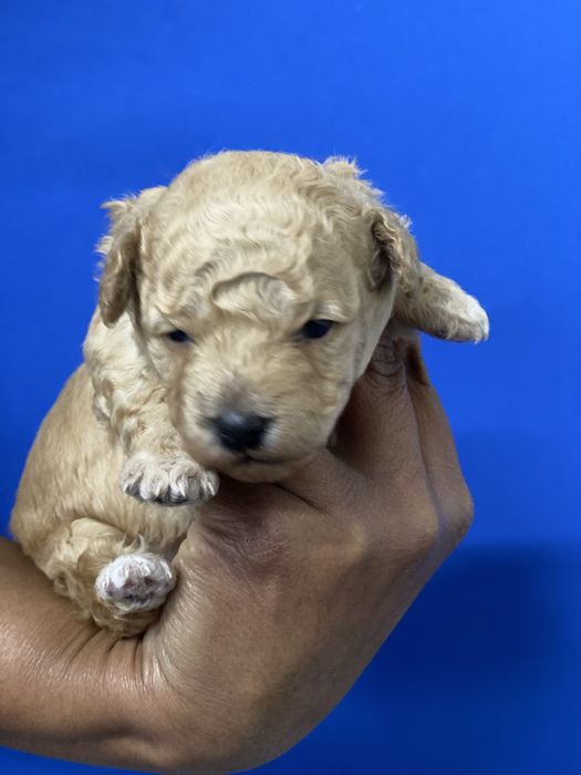 Lindo Puppy poodle toy procura nova familia!!!