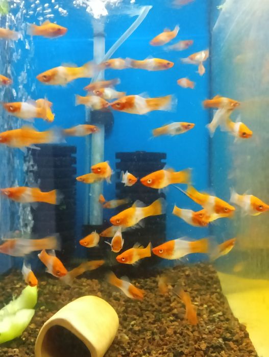 Mieczyk Koi dwukolor