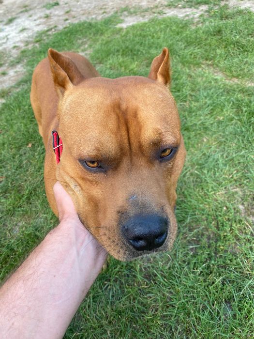 В'язка Американського стафтер'єра