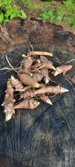 Tupinambo / girassol batateiro