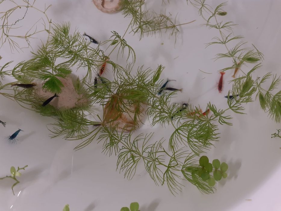 Krewetki Neocaridina - Mix kolorów