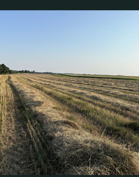 Sprzedam słomę z pokosu