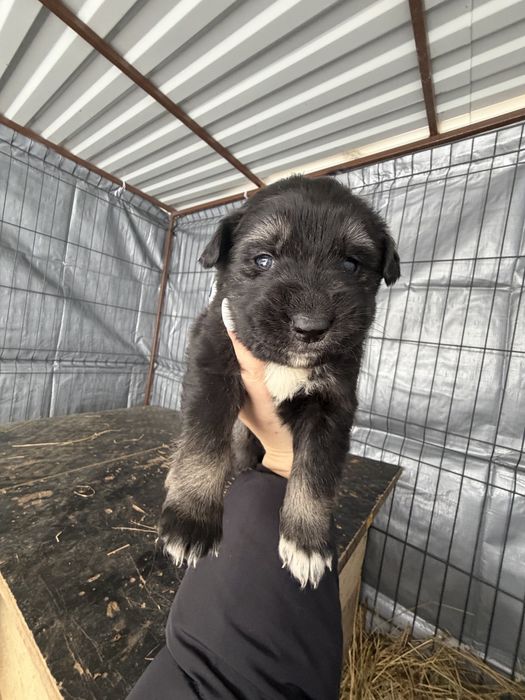 Щенята в добрі руки