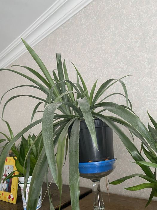 Більбергія кімнатна