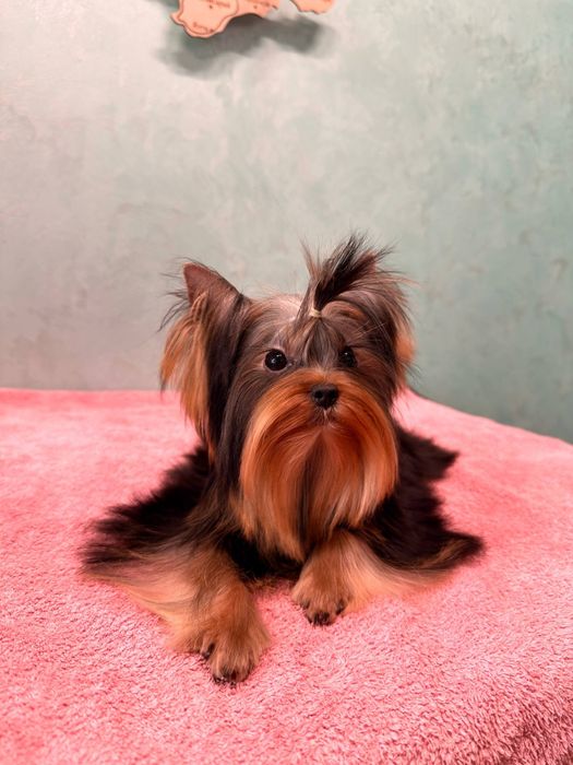 Гарантовано міні йорк , багато відео