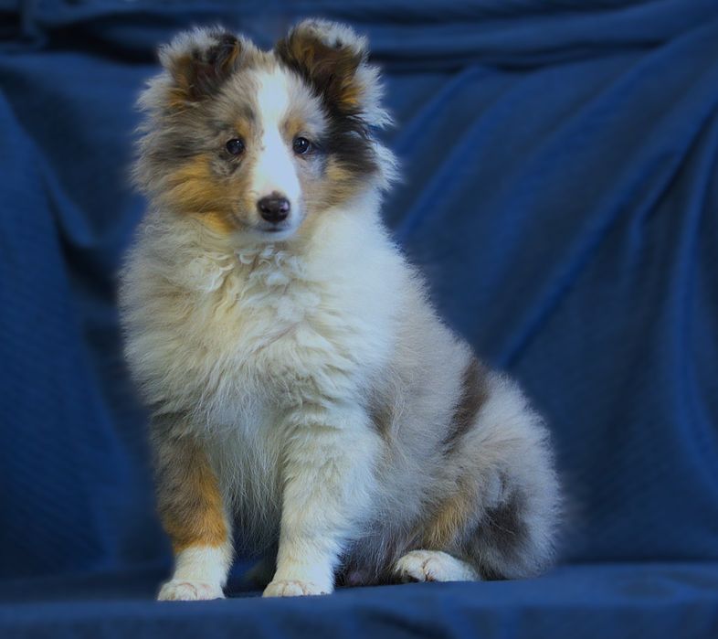 Owczarek Szetlandzki Blue Merle Piesek