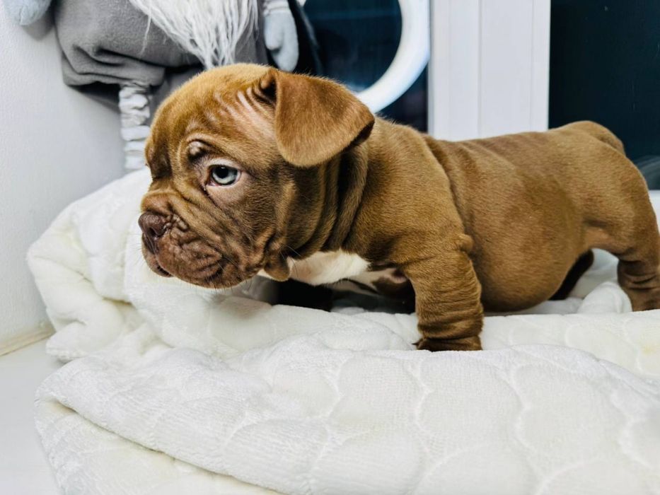 Американський буллі екзот