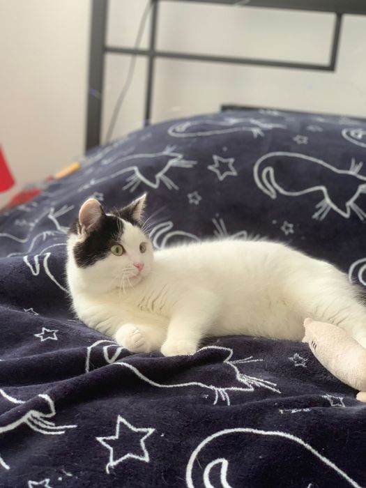 Київ. Киця шукає дім