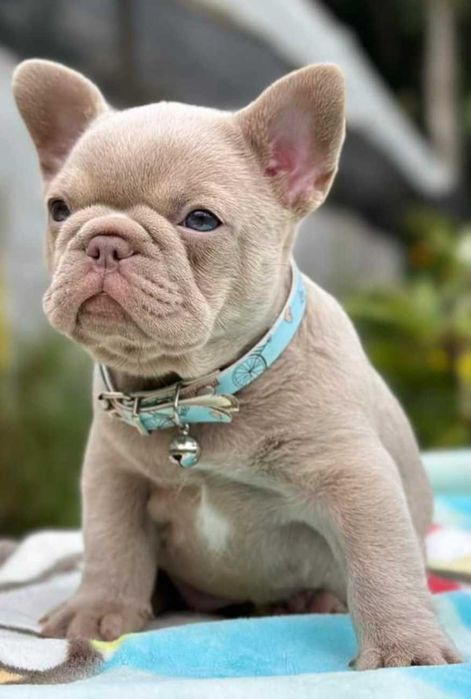 Buldog Francuski  NEW SHADE  Isabella PLATINUM Lilac