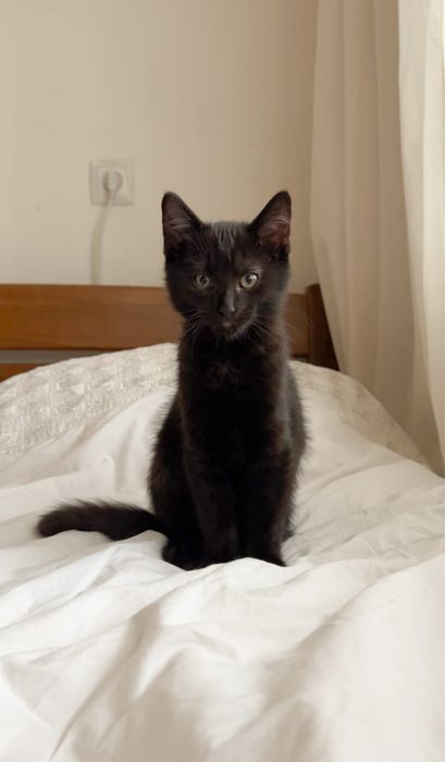 Найніжніший котик!