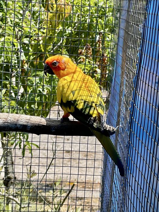 Aratinga   Sol
