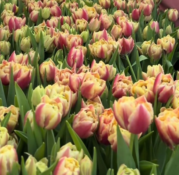 Цибулини тюльпанів на кг