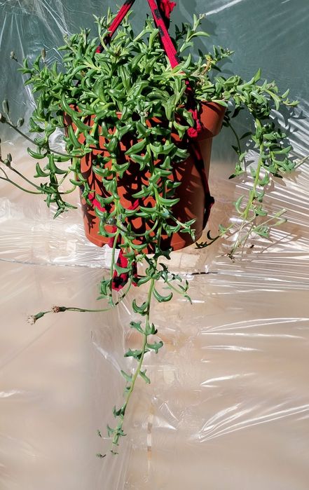 Suculentas pendentes