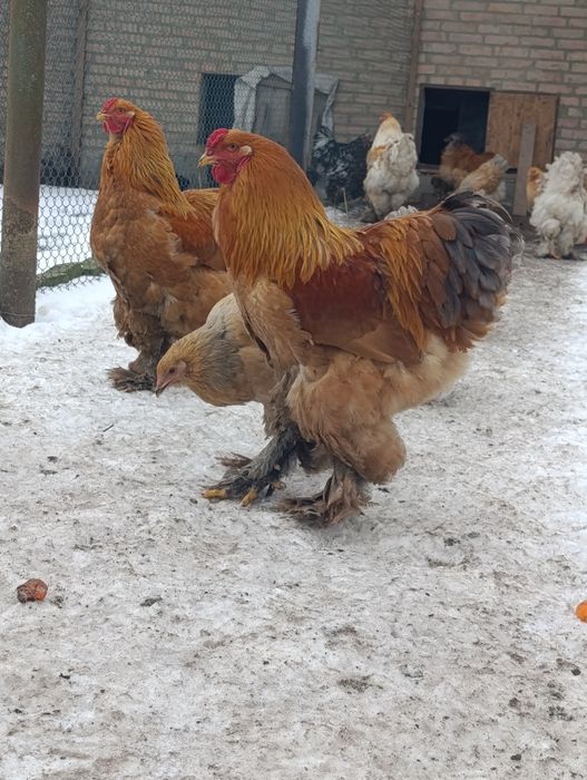 Півень брама лимон,палевоблакитний