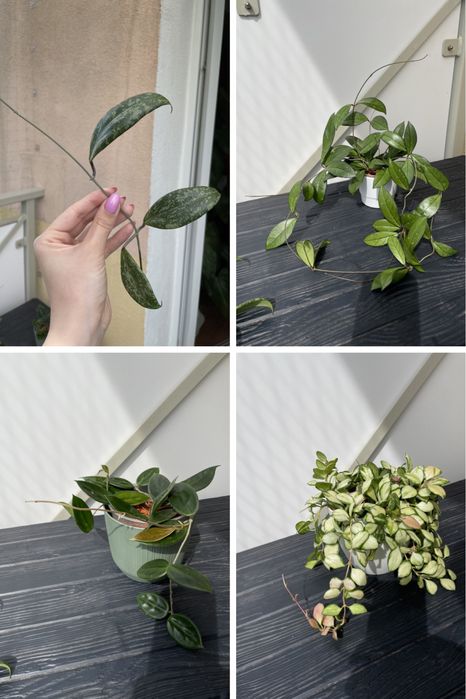 Hoya mix wibergie, callistiphylla, macrophylla, sabah… cięte węzły