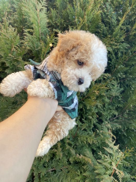 Цунятка міні мальтипу