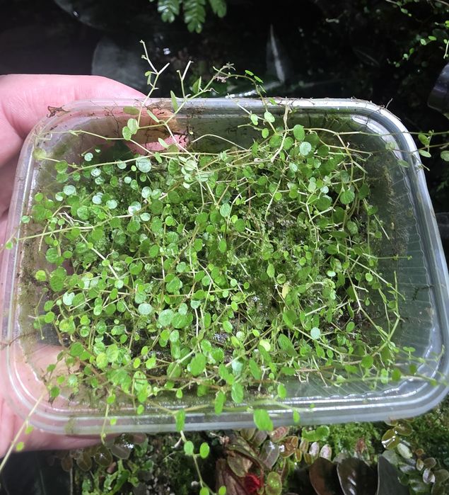 Rośliny tropikalne do terrarium, paludarium, pnącza, mchy i wątrobowce