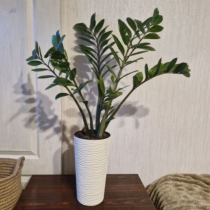 Доглянутий Заміокулькас (Доларове дерево) + горщик (Терміново)