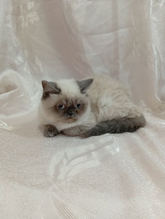 прямовухи котик з блакитними очима